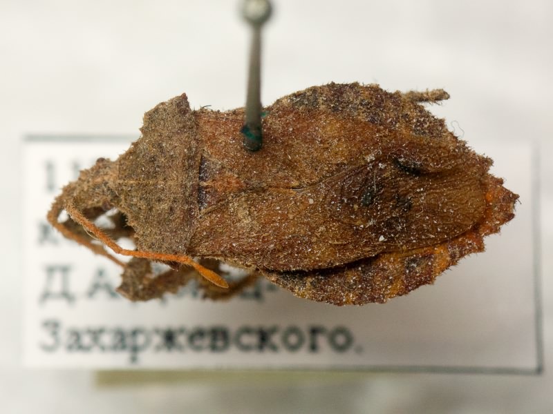 Piezogaster spurcus (Stål, 1862)